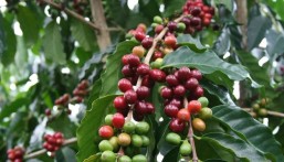 مختص في علوم الغابات: زراعة البن في المملكة زادت إلى 400%