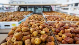 لماذا تُعد الأحساء موطنًا لأجود أنواع التمور في العالم؟.. خبير يجيب