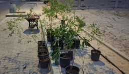 أمانة الأحساء تبدأ تشجير مدينة العيون بأكثر من 3 آلاف شجرة في مرحلتها الأولى