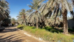 كيف تحمي الأحساء نخيلها من الصقيع؟.. مثلث الحل بين خبرة المزارع ودعم الوزارة وعلم الجامعة