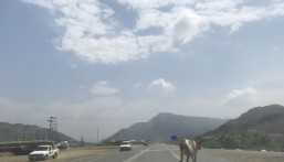 426 حادثًا مروريًا بسبب الحيوانات السائبة على طرق السعودية خلال 2025