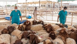 وفرة وأسعار مستقرة.. خطة متكاملة لدعم أسواق الشرقية باللحوم والفواكه