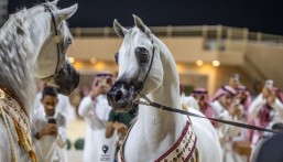 الخميس المقبل.. انطلاق مهرجان الشرقية الدولي لجمال الخيل العربية الأصيلة بالأحساء