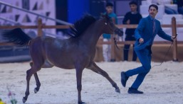 بمشاركة 278 جوادًا.. انطلاق مهرجان الشرقية الدولي للخيل العربية الأصيلة بالأحساء