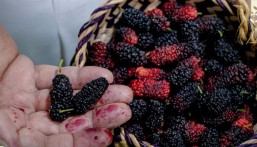 التوت الحساوي يزدهر في الحاضنات البلدية دعمًا للإنتاج المحلي بالأحساء