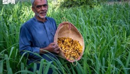 باكورة الرطب تصل الأسواق.. الأحساء تبدأ موسم الذهب الأحمر