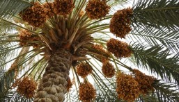 محمد العبدالقادر يكتب: خارفُ الغَرّْ