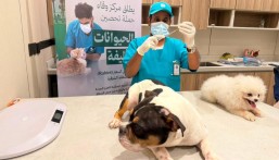 في الأحساء … “وقاء” يطلق حملة تحصين الحيوانات الأليفة ضد مرض السعار