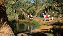 “صور نادرة ” توثّق سيرة الأحساء في صناعة الأمن الغذائي للمملكة والعالم