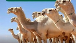 لحماية حقوق المتعاملين.. البيئة تعتمد الضوابط التنظيمية للمتاجرة بالإبل