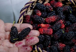 التوت الحساوي يزدهر في الحاضنات البلدية دعمًا للإنتاج المحلي بالأحساء