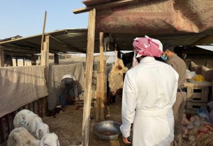 ضبط 4 أحواش عشوائية للذبح خلال عيد الأضحى بالأحساء