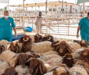 وفرة وأسعار مستقرة.. خطة متكاملة لدعم أسواق الشرقية باللحوم والفواكه