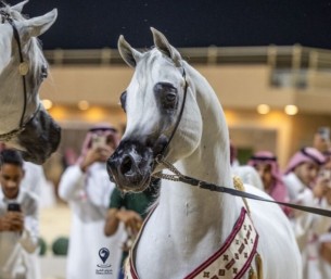 الخميس المقبل.. انطلاق مهرجان الشرقية الدولي لجمال الخيل العربية الأصيلة بالأحساء