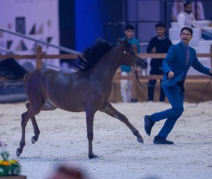 بمشاركة 278 جوادًا.. انطلاق مهرجان الشرقية الدولي للخيل العربية الأصيلة بالأحساء
