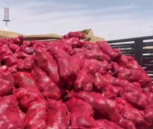 «بيئة الأحساء»: ضبط 1400 كيس بصل فاسد بسوق الخضار المركزي