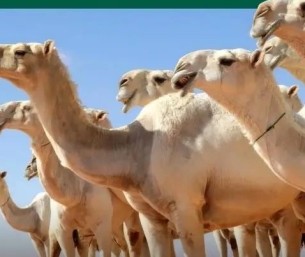 لحماية حقوق المتعاملين.. البيئة تعتمد الضوابط التنظيمية للمتاجرة بالإبل