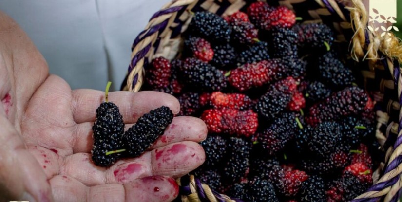 التوت الحساوي يزدهر في الحاضنات البلدية دعمًا للإنتاج المحلي بالأحساء