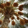 محمد العبدالقادر يكتب: خارفُ الغَرّْ