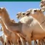 لحماية حقوق المتعاملين.. البيئة تعتمد الضوابط التنظيمية للمتاجرة بالإبل