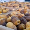 الرطب المبكر يشعل الأسواق في الأحساء.. والغر يسجل 600 ريال للكيلو