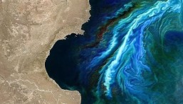 الأقمار الصناعية تكشف مفاجأة بشأن توسع رقعة الطحالب السامة في المحيطات