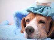 فيروس إنفلونزا الكلاب يهدد البشر