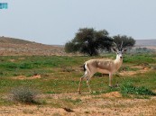 محمية الإمام تركي بن عبدالله الملكية أحد أهم مسارات هجرة الطيور الموسمية