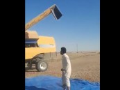 فيديو مبهج لشاب يحتفل بحصاده من القمح.. الحبوب تدفقت فوق رأسه