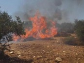 مستوطنون يحرقون عشرات الأشجار في نابلس