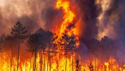 مأساة في أمريكا.. ارتفاع عدد ضحايا حرائق الغابات في هاواي إلى 106 قتلى
