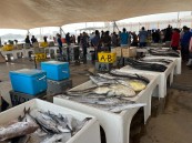 في القطيف.. أكبر جزيرة أسماك بالخليج والحرارة سبب ارتفاع أسعار الروبيان