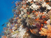 “مركز الحياة الفطرية” يطلق برنامجًا بحثيًا لدراسة وتقييم الشعاب المرجانية في البحر الأحمر