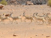 محمية الملك سلمان بن عبدالعزيز الملكية تحتضن 350 نوعًا من الحيوانات البرية المختلفة