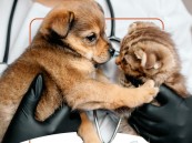 وقاء: مرض السعار مميت والكلاب مصدره الأول.. العدوى تنتقل للإنسان بنسبة 99%