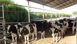“ريف” يعلن موعد صرف الدعم لمستفيدي برنامج دعم صغار مربي الماشية