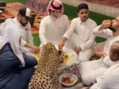 تنمية الحياة الفطرية: فيديو مشاركة النمر الأكل مع أشخاص تم تصويره خارج المملكة
