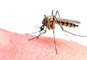 منها الملاريا.. علماء يحذرون: نصف سكان العالم مُعَرضون لأمراض ينقلها البعوض.. ما السبب؟