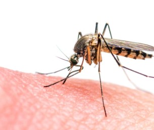 منها الملاريا.. علماء يحذرون: نصف سكان العالم مُعَرضون لأمراض ينقلها البعوض.. ما السبب؟