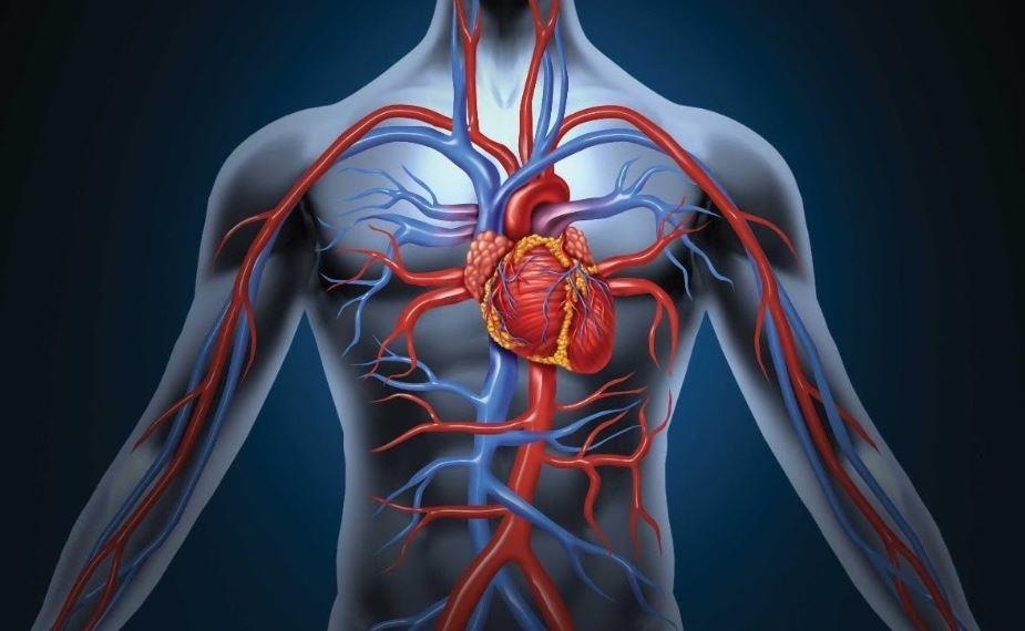 “سعود الطبية”: 5 أعراض لا يجب إهمالها لتجنب الإصابة بأمراض القلب