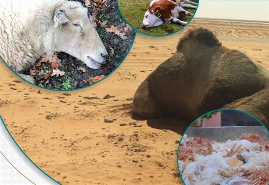 “النيابة العامة”: الحماية الجنائية للغذاء تقتضي خلوه من مصادر الخطر