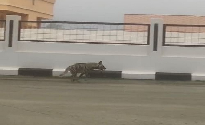 ظهور ضبع يتجول بحرية في أحد شوارع عسير (فيديو)