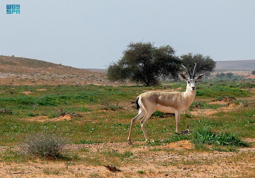 محمية الإمام تركي بن عبدالله الملكية أحد أهم مسارات هجرة الطيور الموسمية