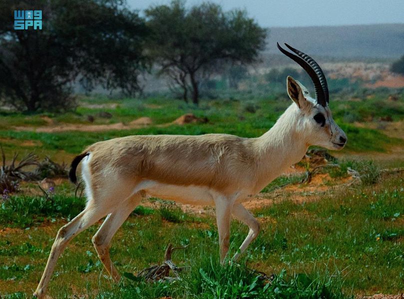 بالصور.. “غزال الريم”.. أحد الكائنات النادرة التي تعيش داخل المملكة