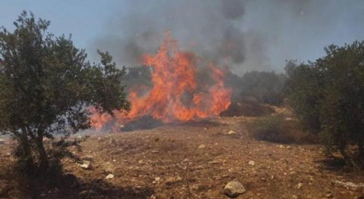 مستوطنون يحرقون عشرات الأشجار في نابلس