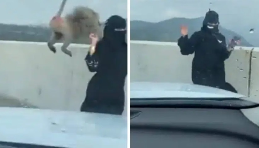 بالفيديو.. شاهد قرد يهاجم فتاة خلال تصويرها السحاب