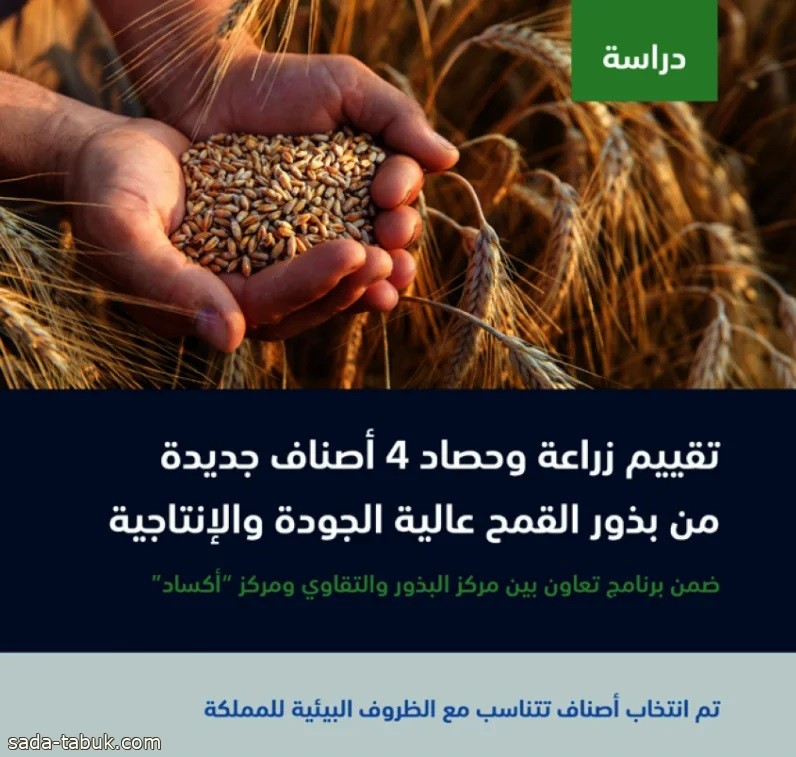 دراسة لتقييم زراعة 4 أصناف جديدة من بذور القمح عالية الجودة تتناسب مع مناخ المملكة