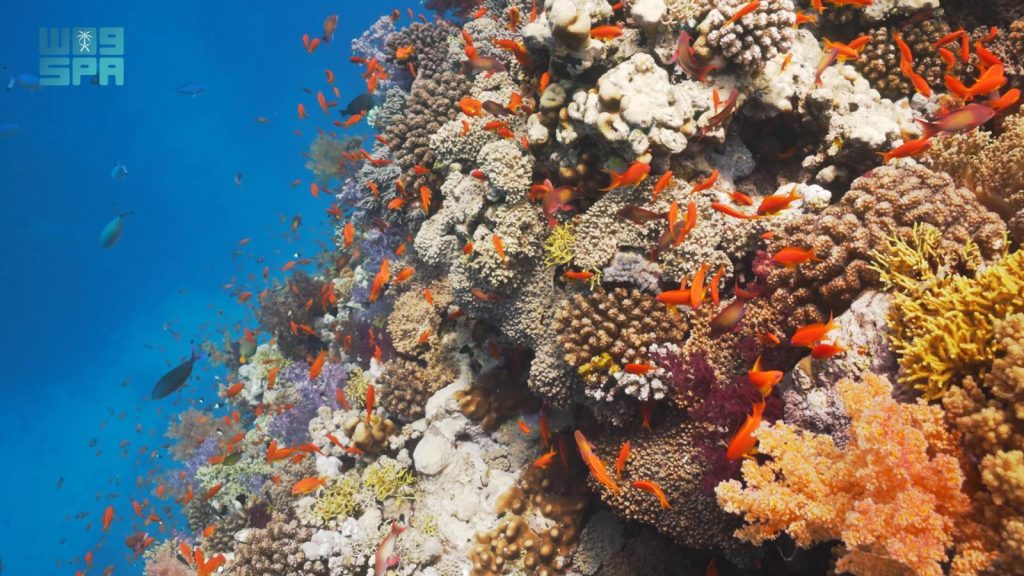 “مركز الحياة الفطرية” يطلق برنامجًا بحثيًا لدراسة وتقييم الشعاب المرجانية في البحر الأحمر