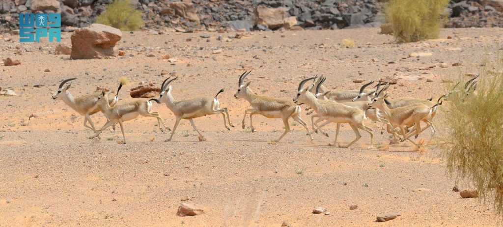 محمية الملك سلمان بن عبدالعزيز الملكية تحتضن 350 نوعًا من الحيوانات البرية المختلفة