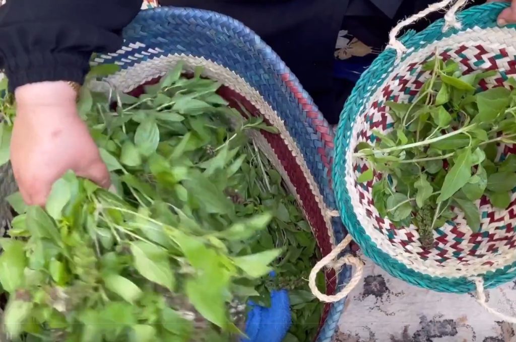 بالفيديو.. المشموم نبتة زراعية تستعمل لزينة المرأة في الأحساء